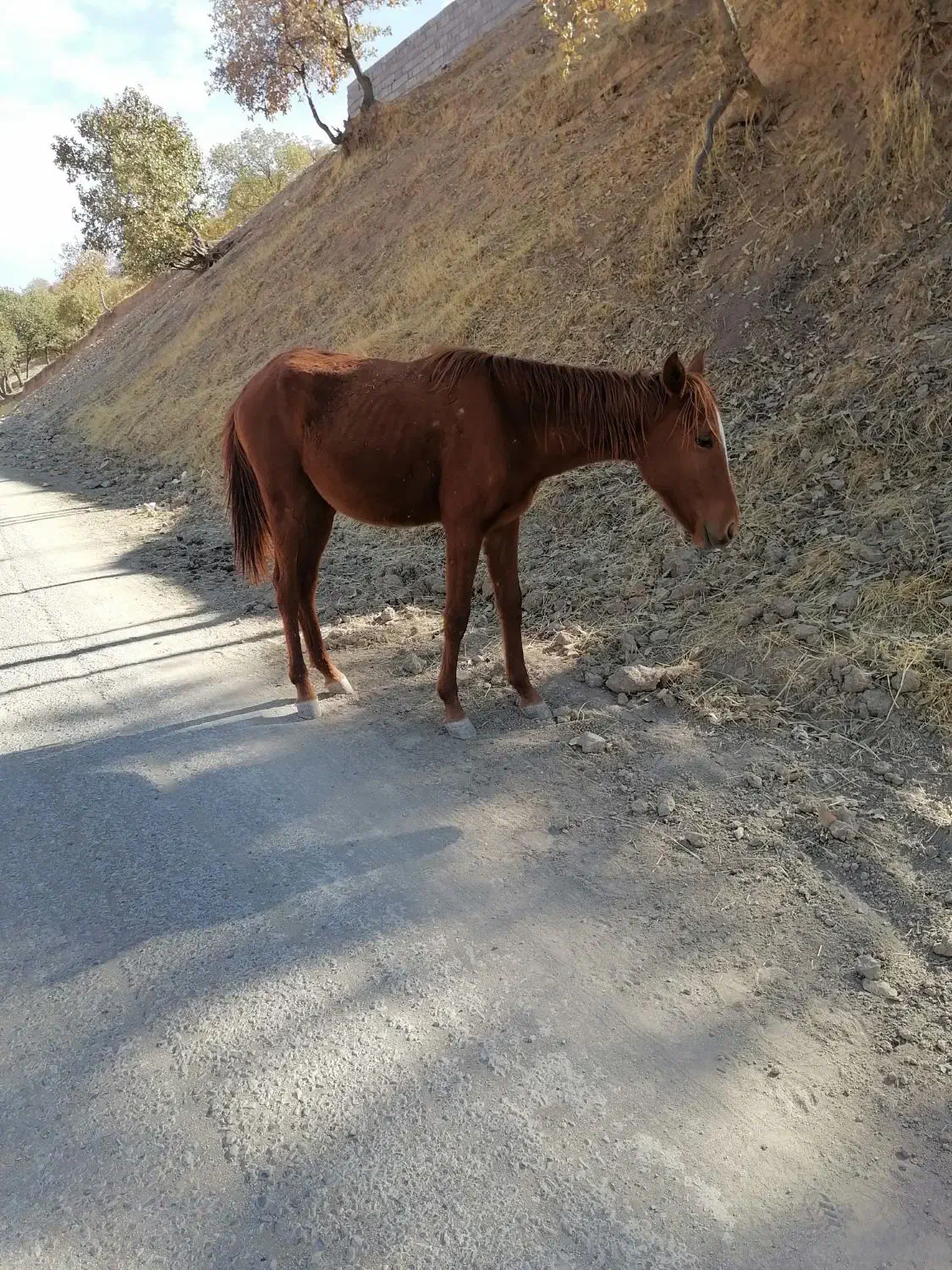 کره اسب فروشی|اسب و تجهیزات اسبسواری|دزپارت, |دیوار