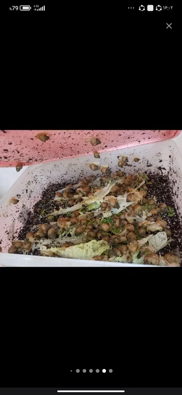 حلزون اچاتینا البینو|خزنده|شیراز, شهرک ترکان|دیوار