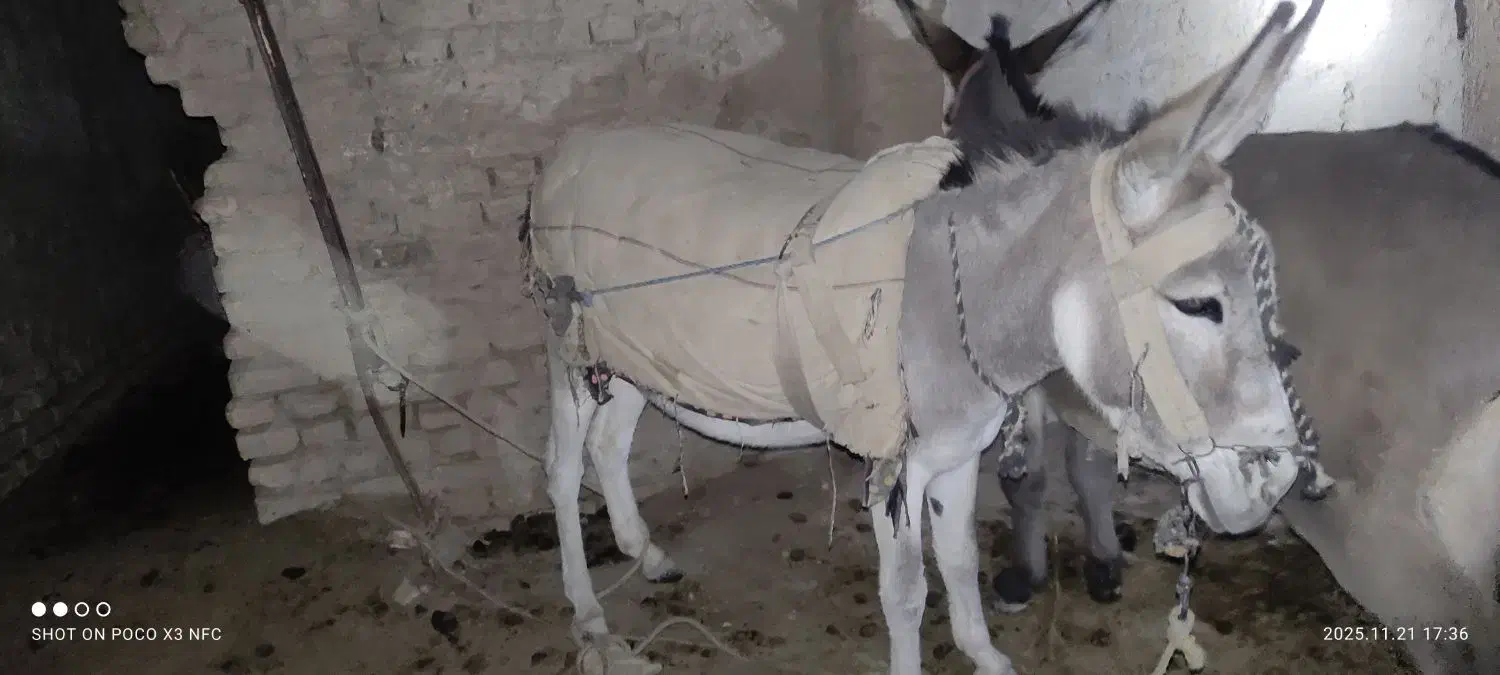 الاغ ماده|حیوانات مزرعه|مشهد, كنويست|دیوار