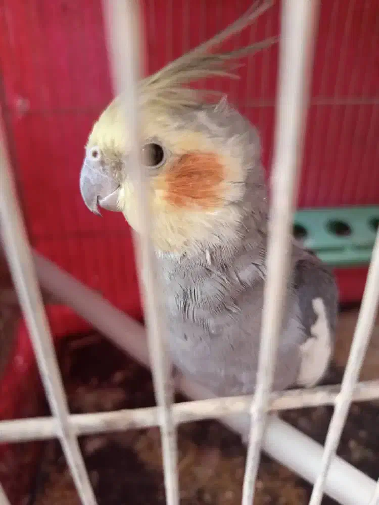 چهار عدد عروس هلندی سخنگو نرو ماده قیمت توافقی|پرنده|سراب, |دیوار