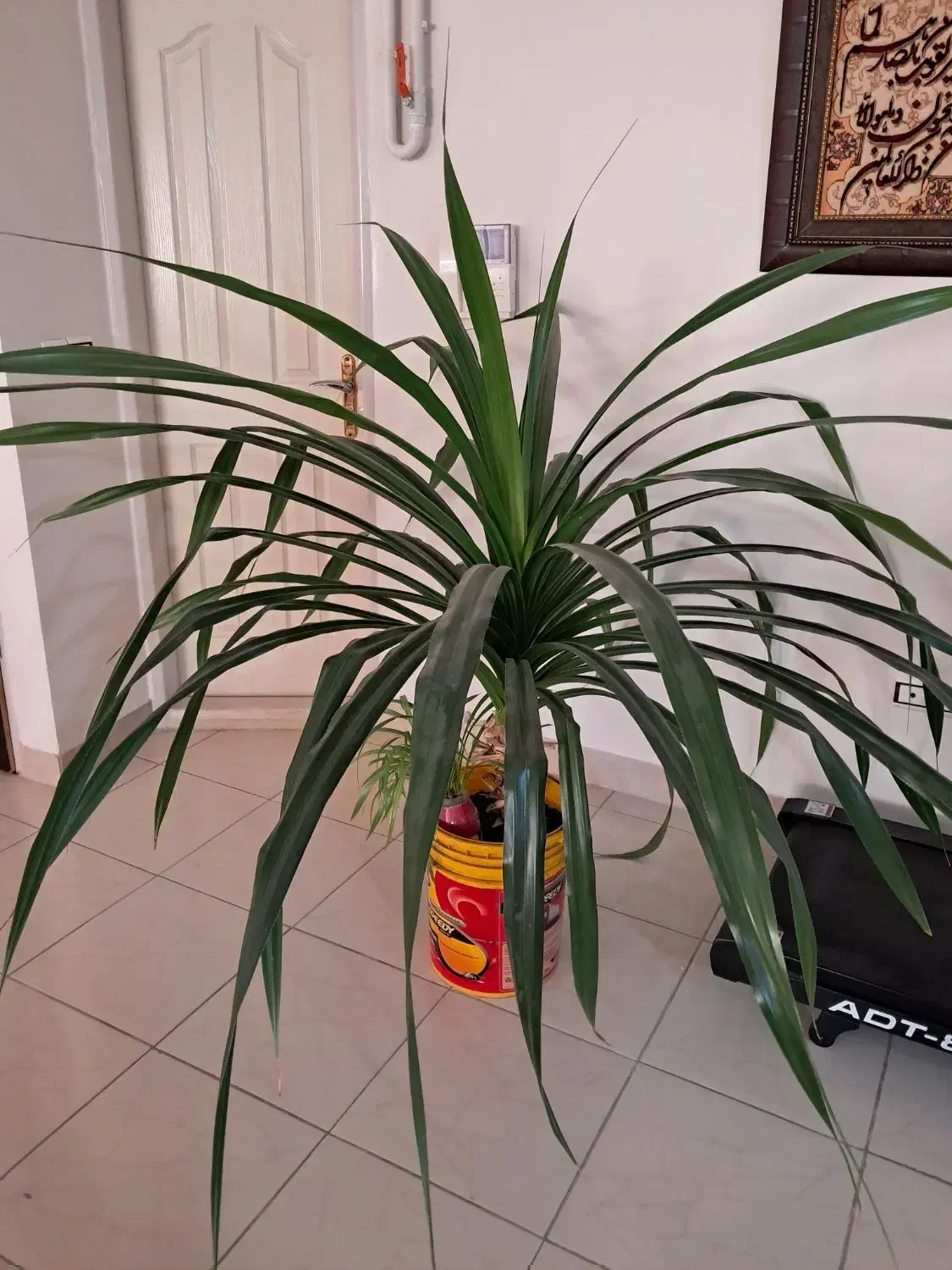 گل بزرگ|گل و گیاه طبیعی|ملایر, |دیوار