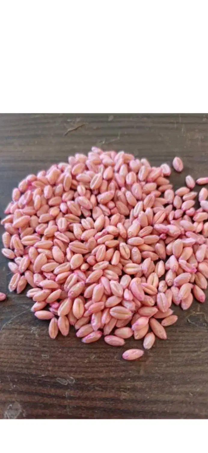 گندم پیشگام بذری|لوازم جانبی حیوانات|اسفراین, |دیوار