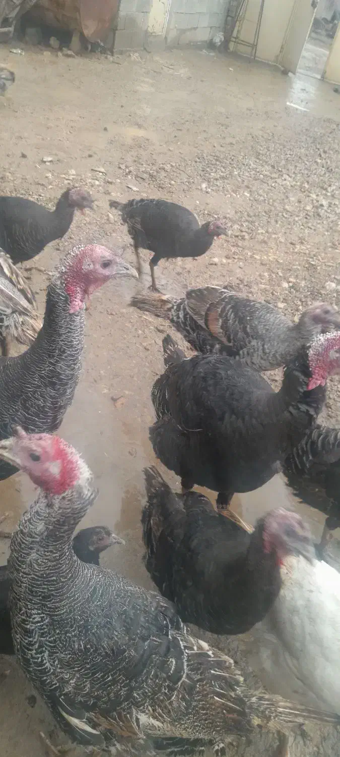 بوقلمون نر ومادع|حیوانات مزرعه|ماهیدشت, |دیوار