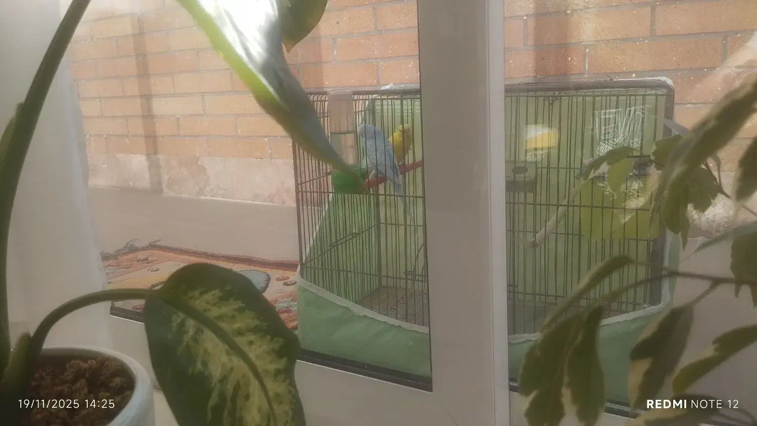 پرنده عشق|پرنده|شهرضا, |دیوار