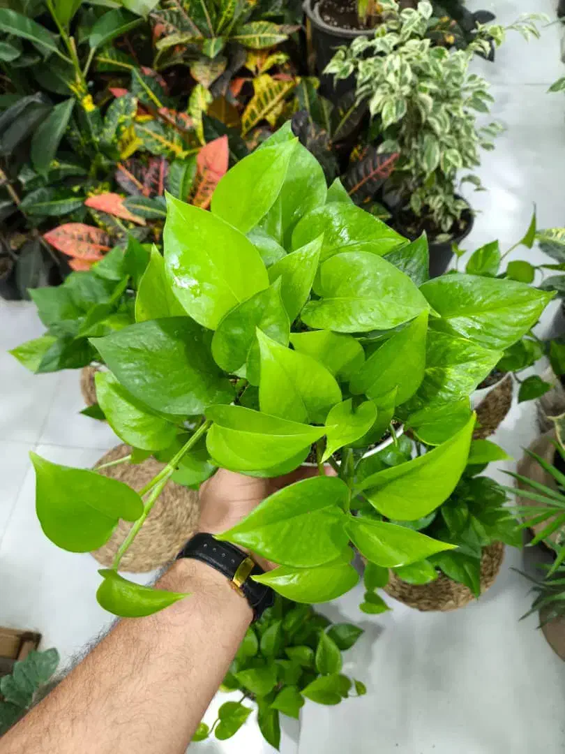 پتوس سبز سایز متوسط|گل و گیاه طبیعی|بندرعباس, |دیوار