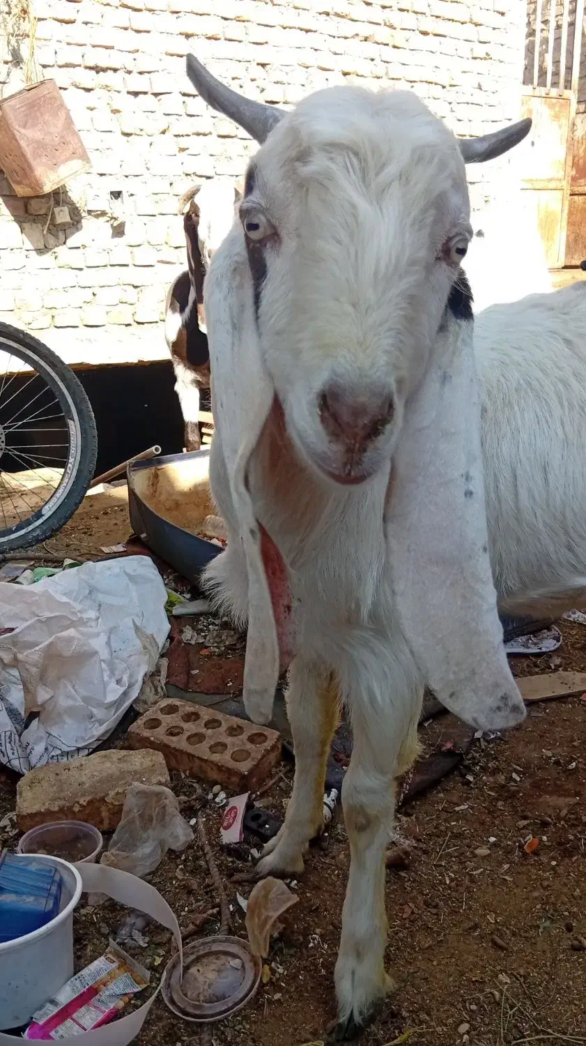 بز کره|حیوانات مزرعه|میبد, |دیوار