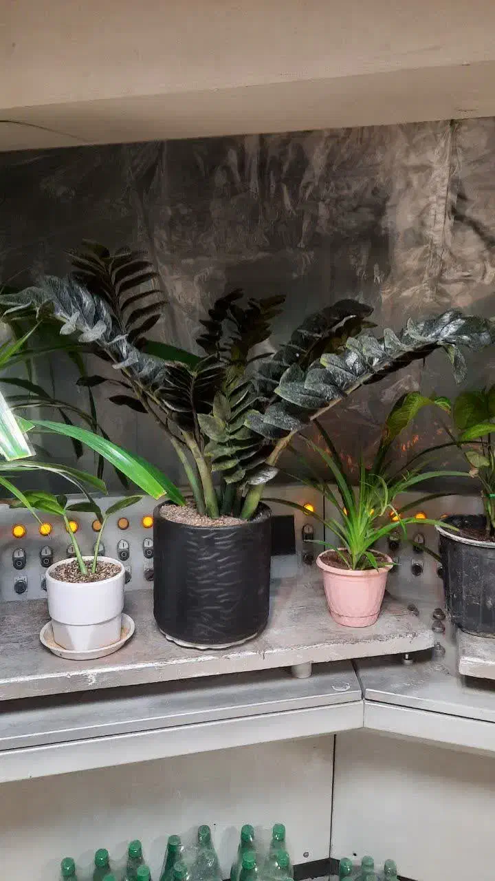 گل و گیاه آپارتمانی|گل و گیاه طبیعی|قم, ارم|دیوار