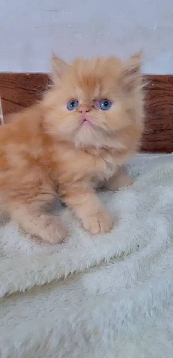 واگذاری بچه گربه پرشین|گربه|ری, علایین|دیوار