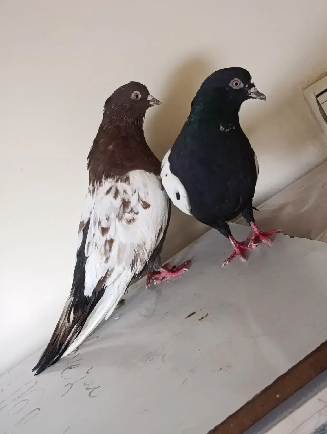 یک جفت سینه به ضمانت تخم جوجه|پرنده|مشهد, بهاران|دیوار