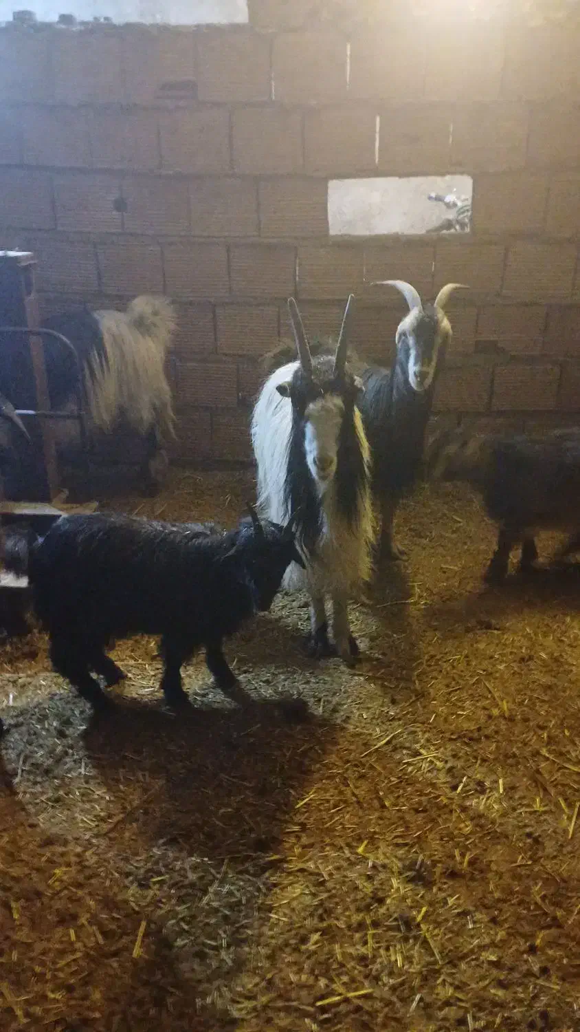 بز و بزغاله|حیوانات مزرعه|لواسان, |دیوار