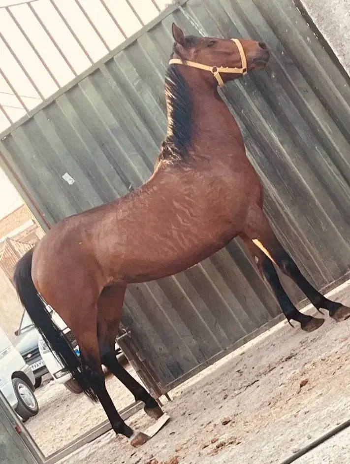 مادیان کرد|اسب و تجهیزات اسبسواری|رباطکریم, انجم آباد|دیوار