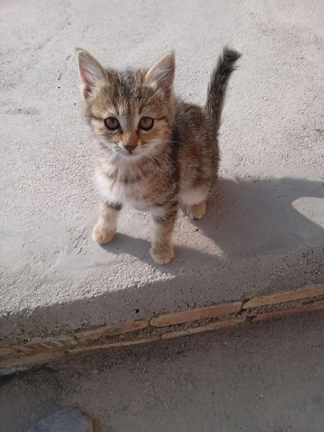 ۱ ملیون  و خانگی|گربه|ارس, |دیوار