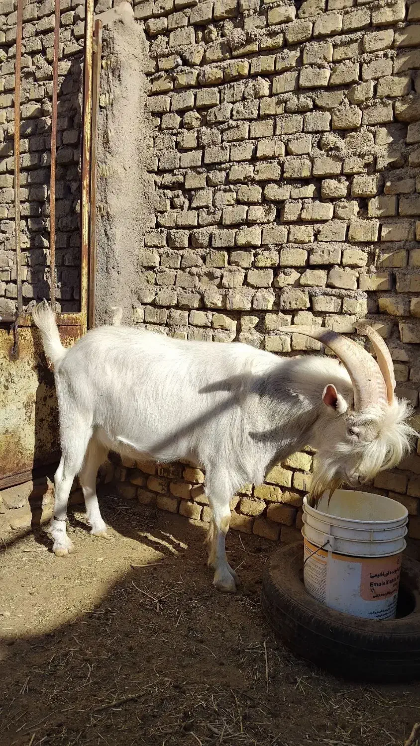 فروش نربزسانن|حیوانات مزرعه|انار, |دیوار