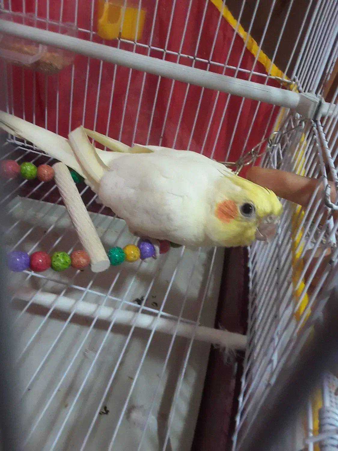 عروس هلندی سخنگو لوتینو|پرنده|تربتحیدریه, پائین ولایت|دیوار