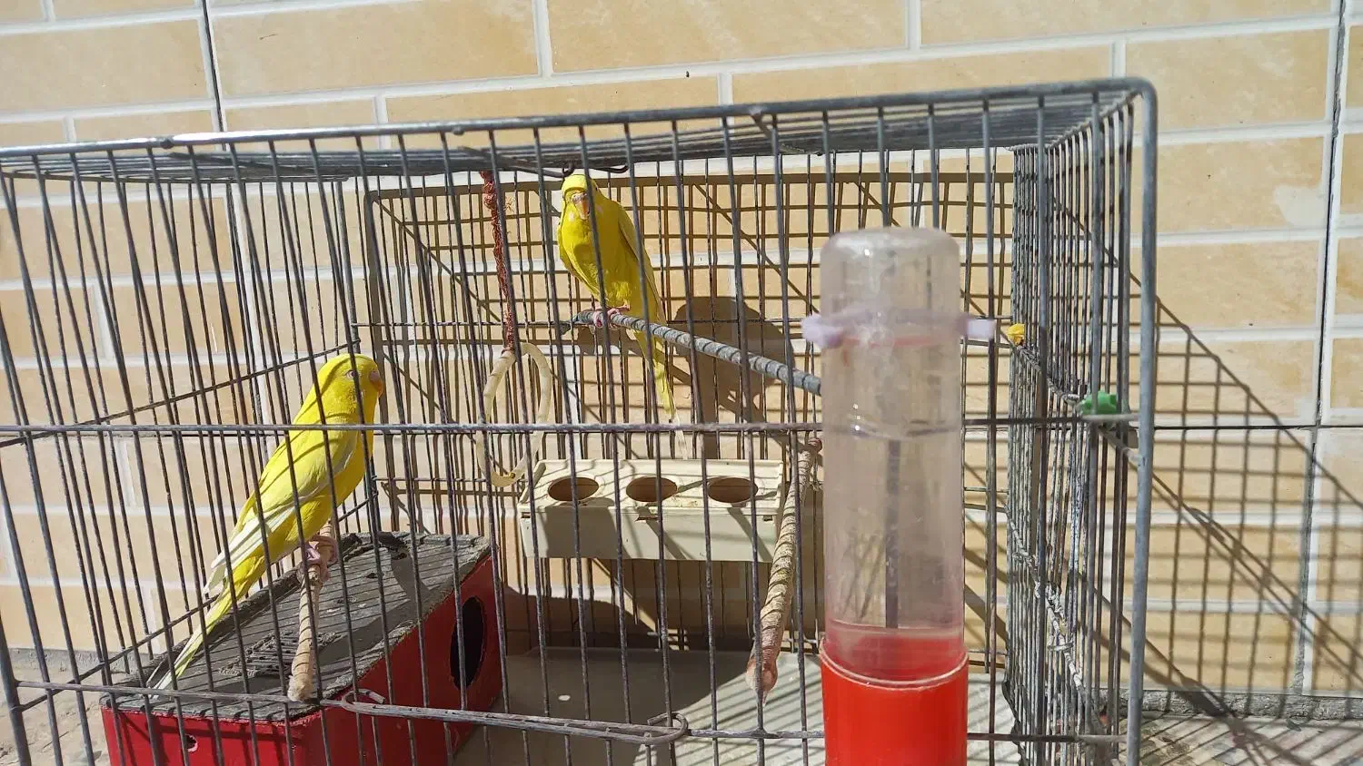 یک جفت مرغ عشق زرد|پرنده|بروجن, |دیوار