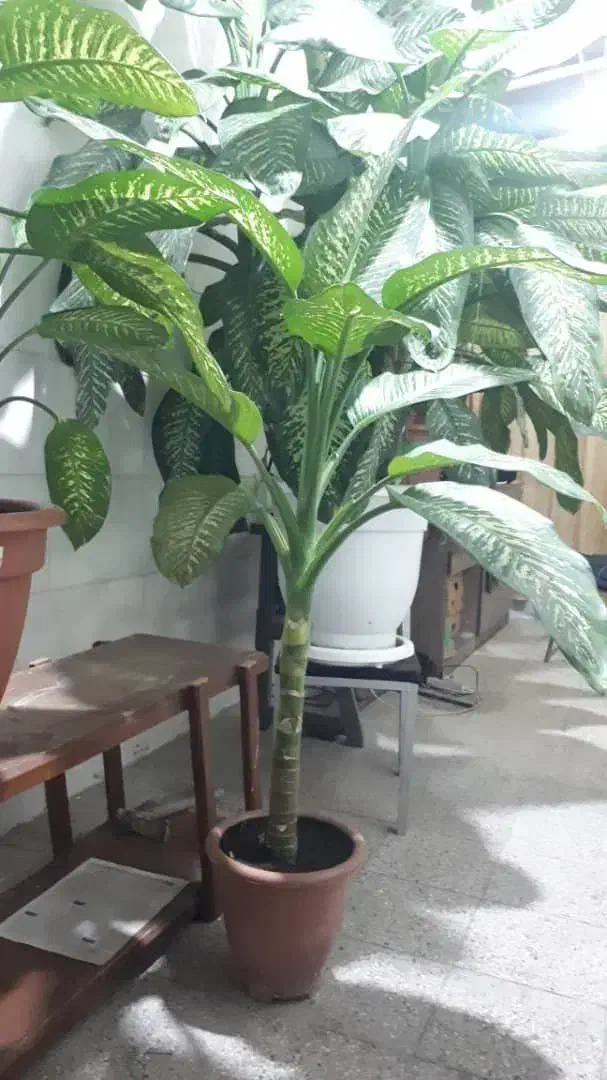 گل خاک|گل و گیاه طبیعی|مشهد, مشکینی (شهرک غرب)|دیوار