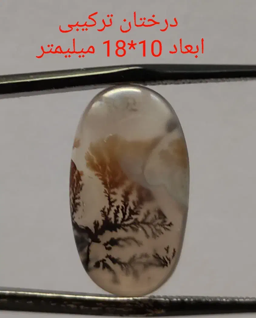 حراجی شجر شماره دو|جواهرات|زنجان, |دیوار