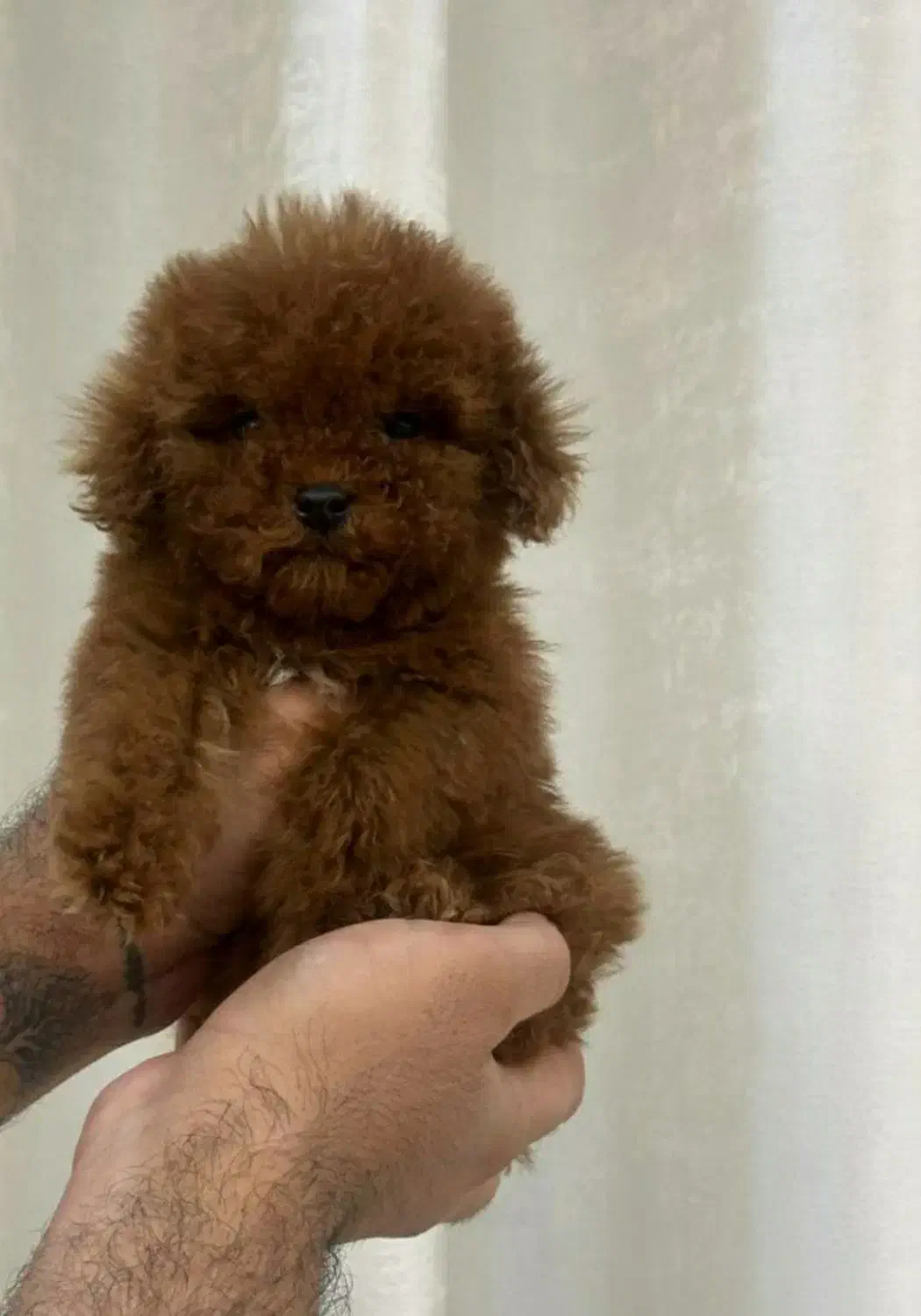 توله تاینی توی پودل|سگ|اصفهان, مرداویج|دیوار