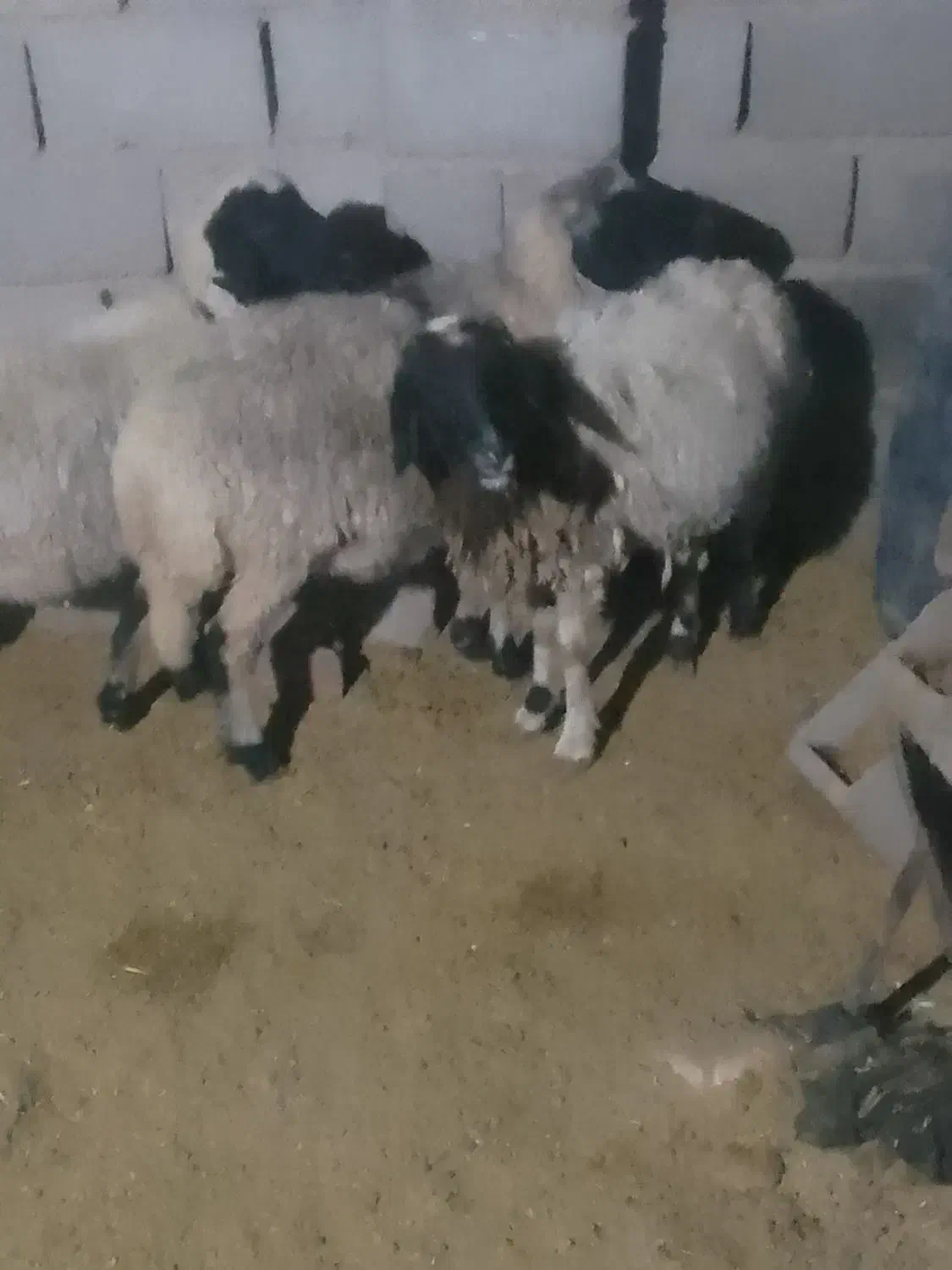 میش|حیوانات مزرعه|رفسنجان, |دیوار