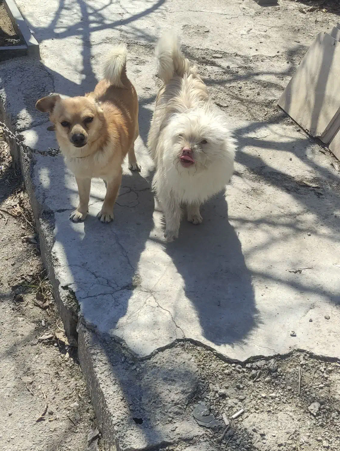 گمشده|حیوانات|ارومیه, |دیوار