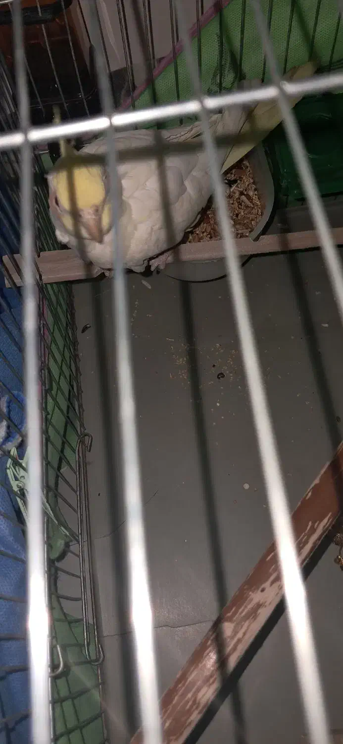 عروس هلندی|پرنده|قزوین, |دیوار