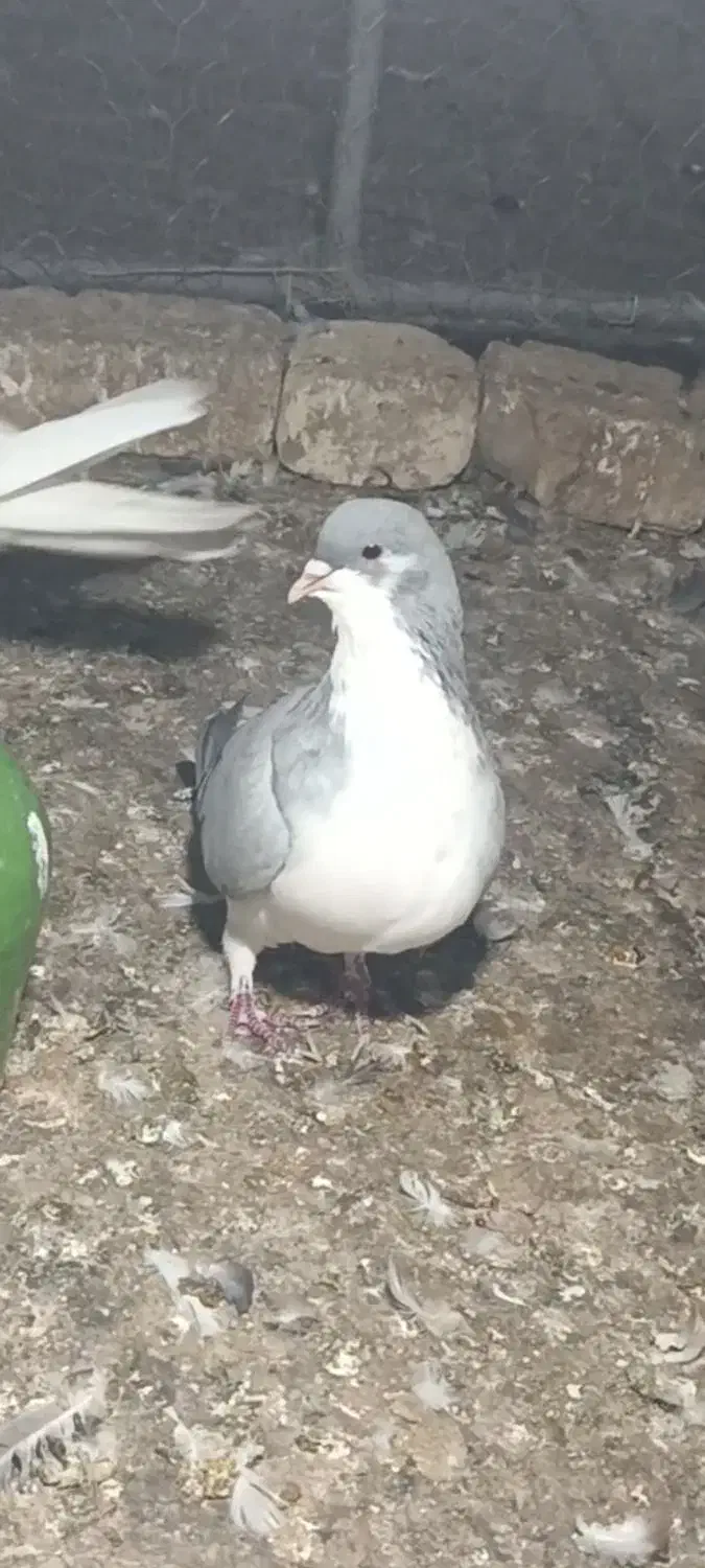 بدرنگ ماده|پرنده|اقبالیه, |دیوار