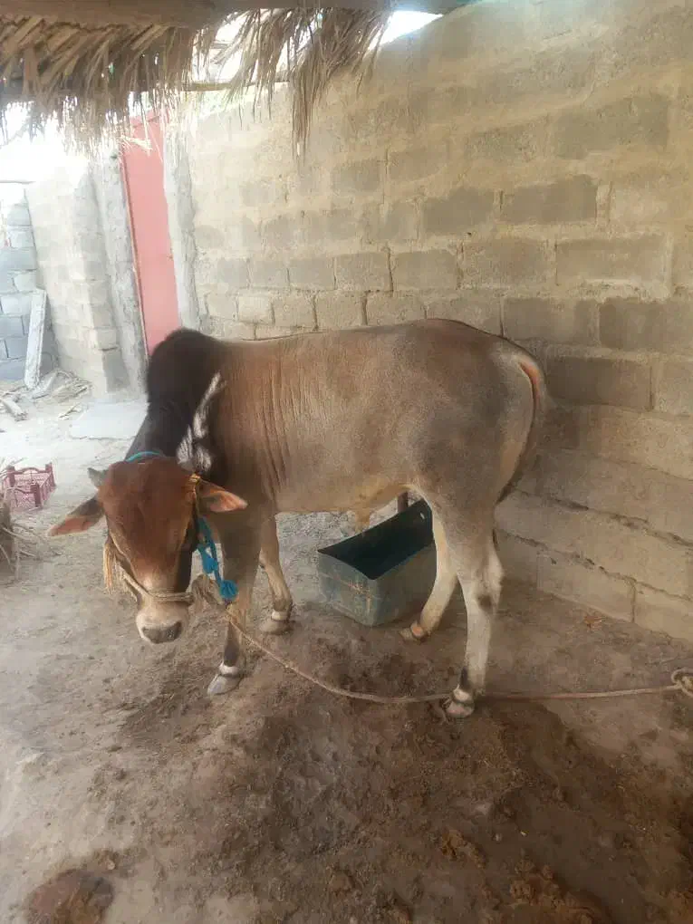 فروشی|حیوانات مزرعه|بمانی, |دیوار