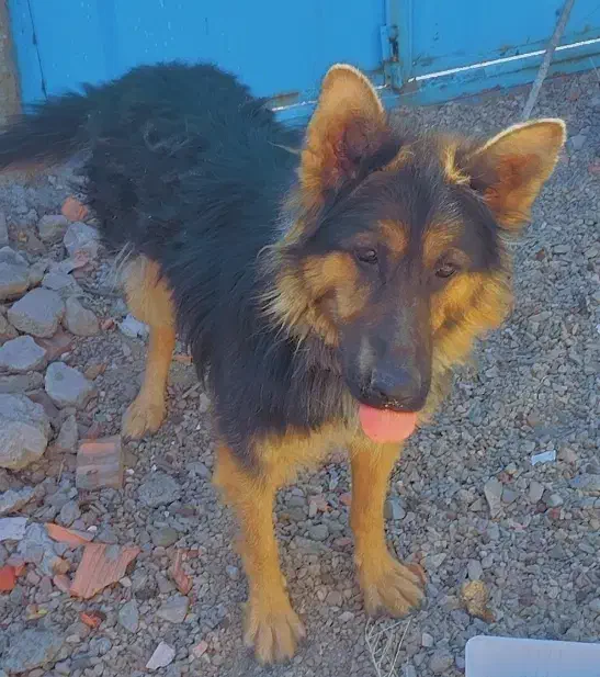 سگ.|سگ|زرند, |دیوار