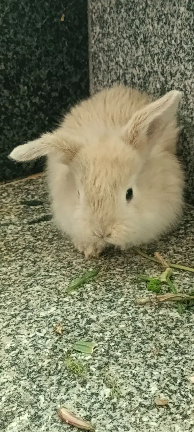 خرگوش لوپی|موش و خرگوش|مهاباد (آذربایجان غربی), |دیوار