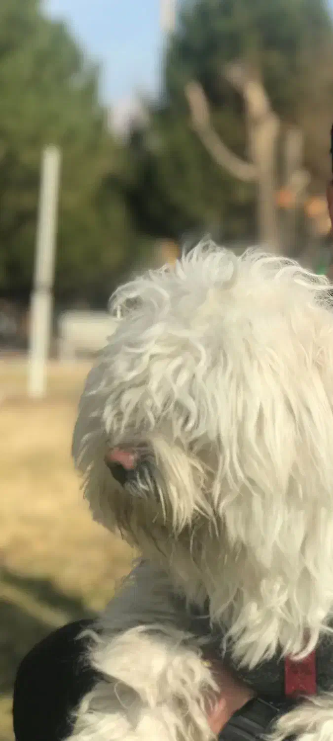 واگذاری سگ جفت|سگ|محمدیه-قزوین, |دیوار