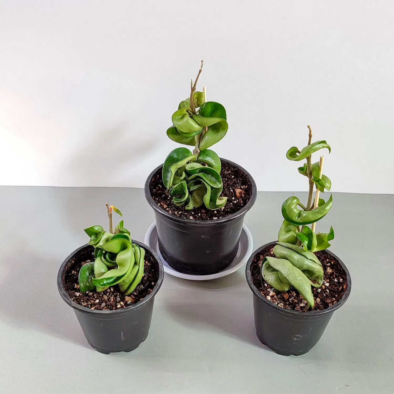 انواع هویاهای خاص و کلکسیونی|گل و گیاه طبیعی|گناباد, |دیوار