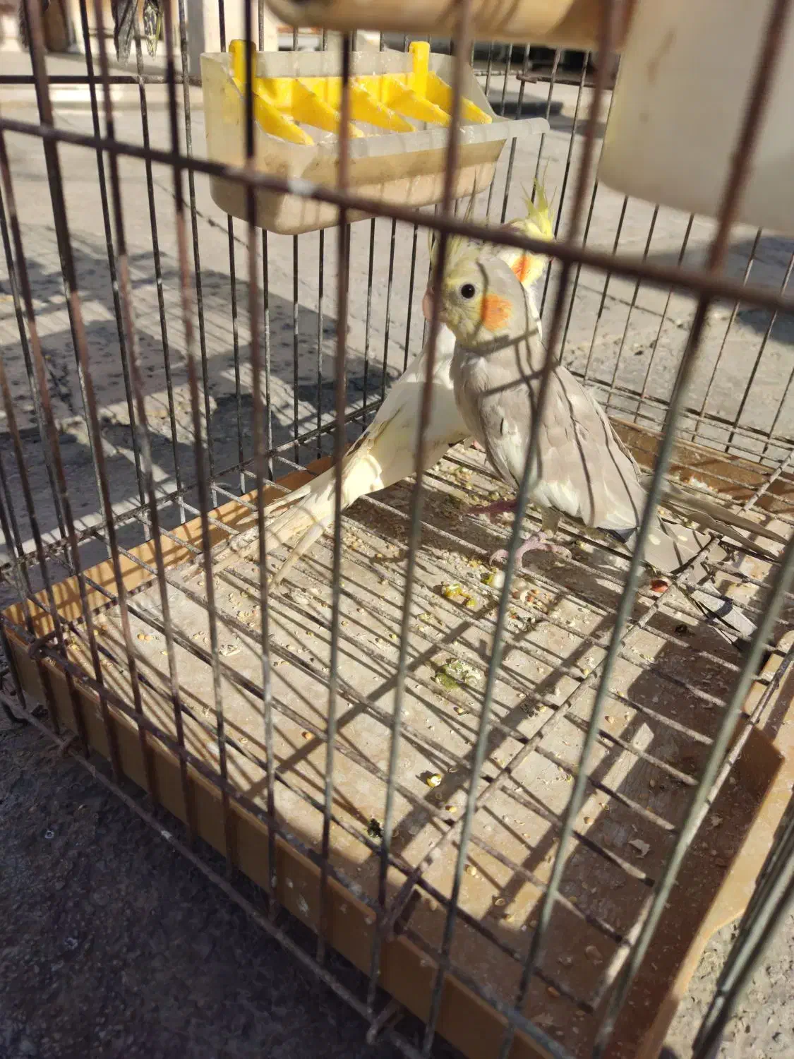 عروس هلندی|پرنده|پاکدشت, پاکدشت (مامازند)|دیوار