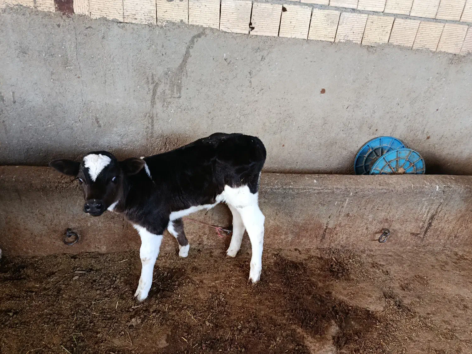 گاو زاییده|حیوانات مزرعه|گلپایگان, |دیوار