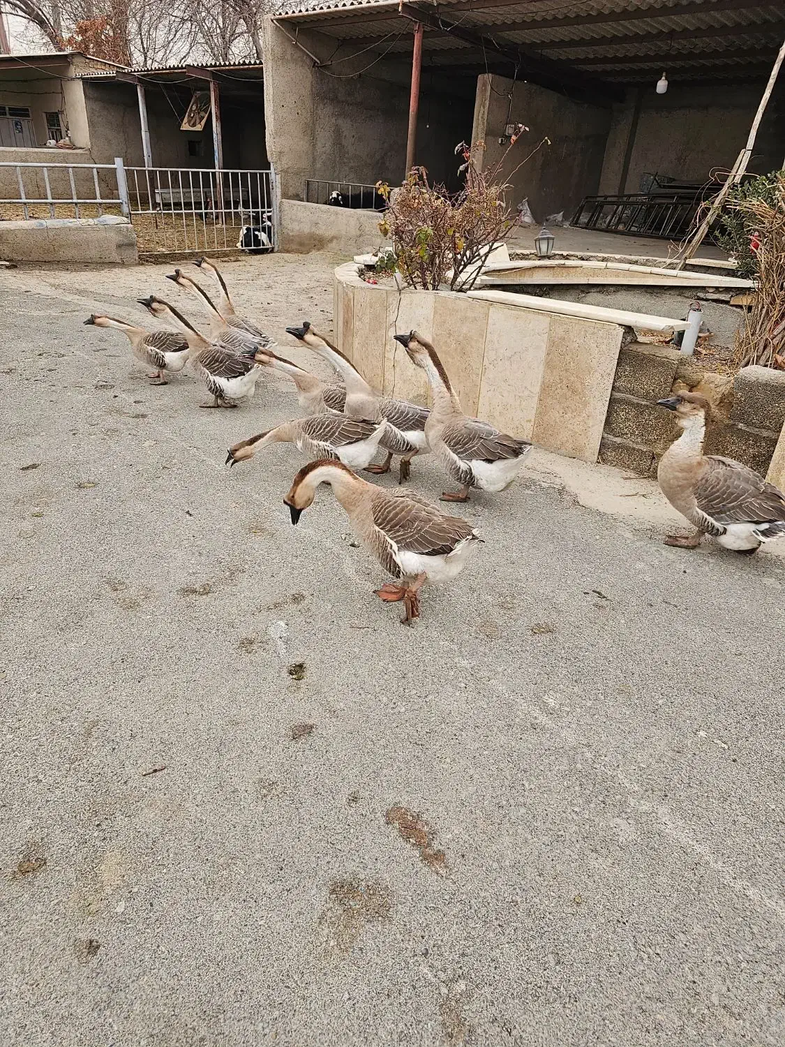 قوقاز|حیوانات|شهریار, شهرک امیریه|دیوار