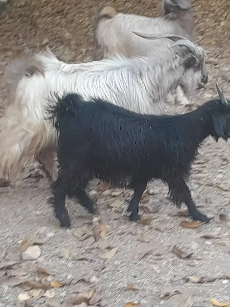فروش گهر و بز چاق سرحال با قیمت خوب|حیوانات مزرعه|یاسوج, |دیوار