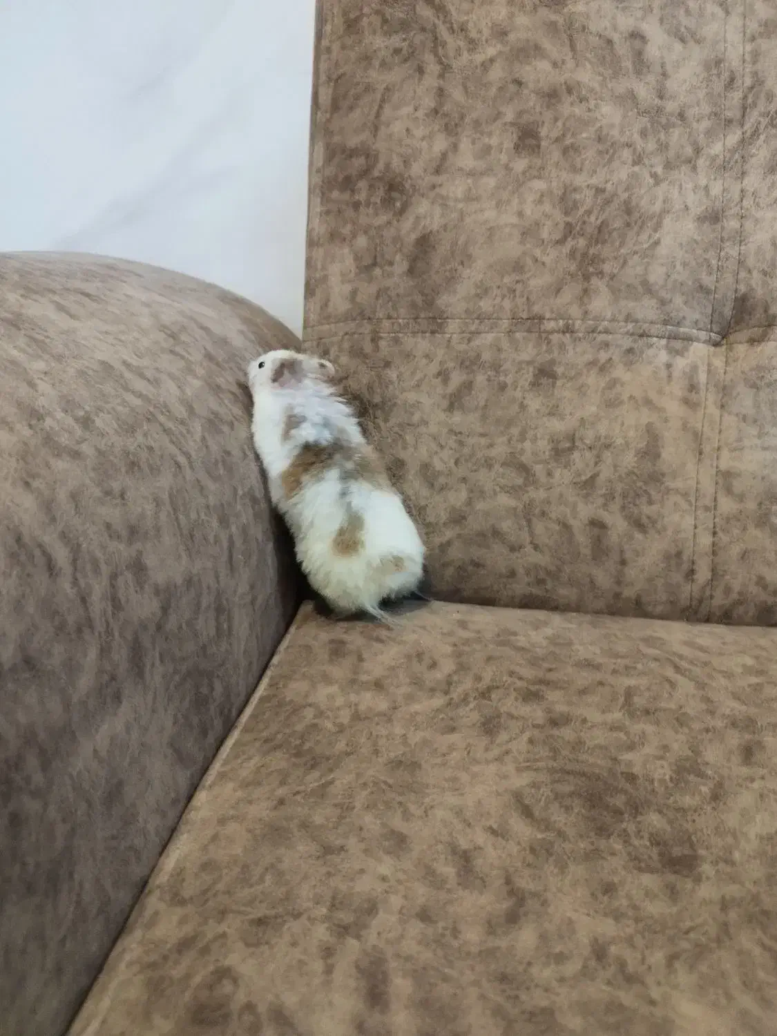 همستر ماده|موش و خرگوش|خرمشهر, |دیوار