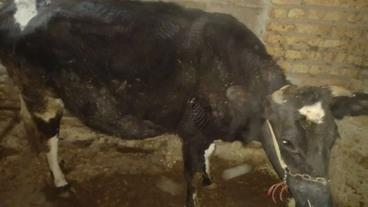 گاو داشتی|حیوانات مزرعه|قروه, |دیوار