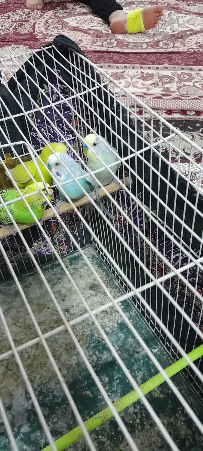 2 جفت مرغ عشق|پرنده|مشهد, قائم|دیوار