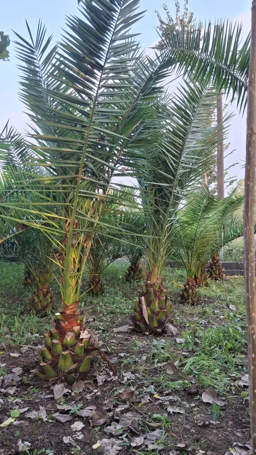 نخل فونیکس|گل و گیاه طبیعی|رشت, گیل|دیوار