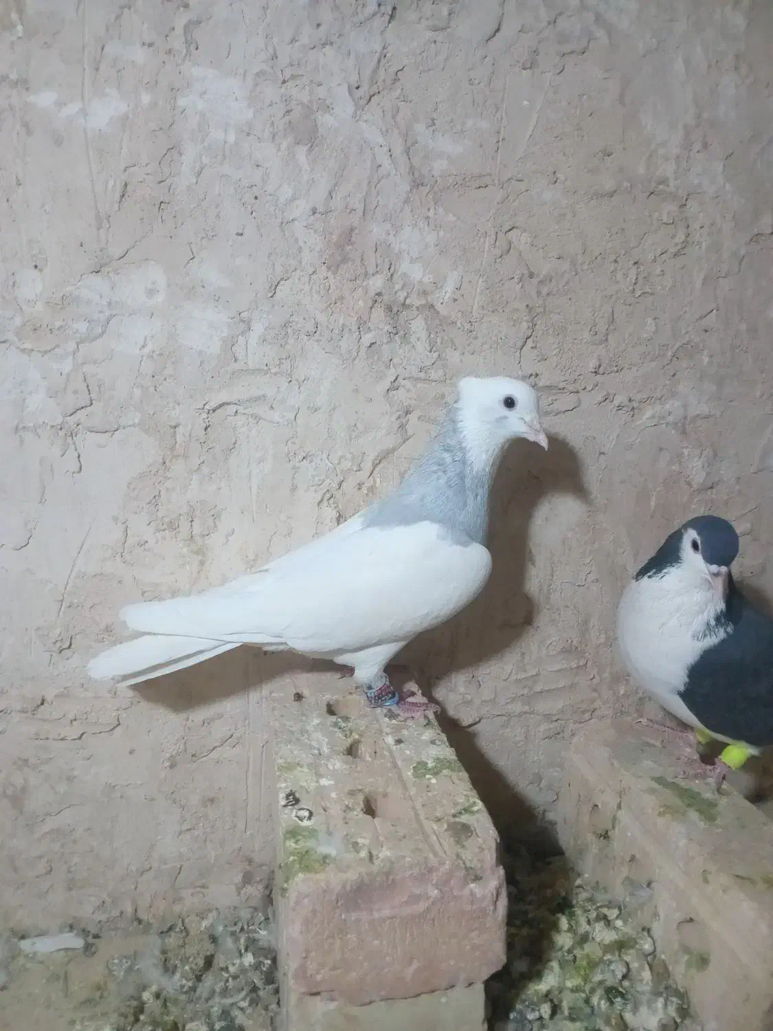 طوقی ابی|پرنده|اسحاق آباد, |دیوار