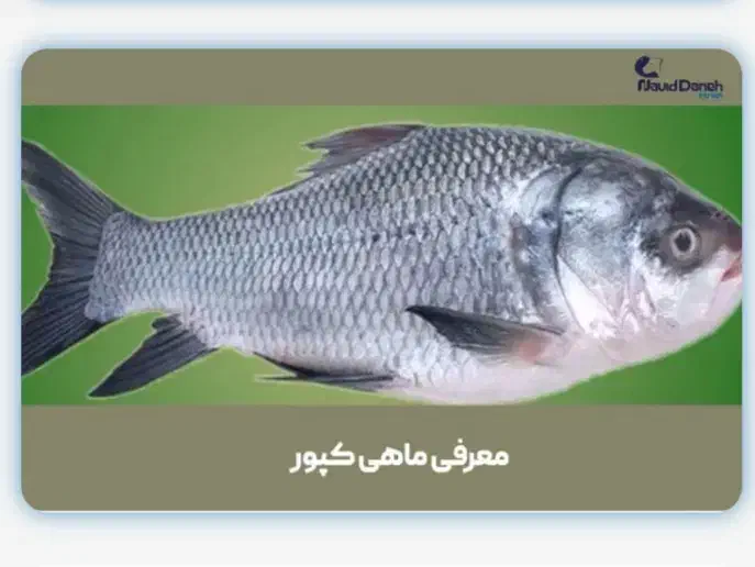 ماهی سیم کپور|ماهی|نقده, |دیوار