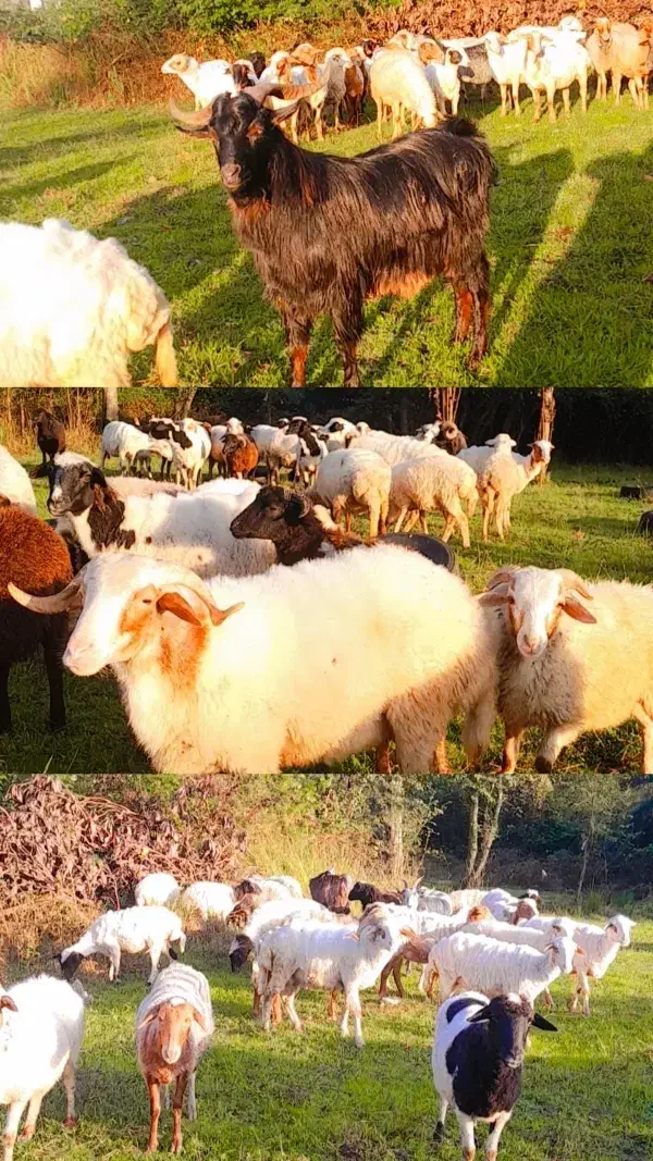 فروش گوسفند صحرایی نر چاق و ماده شکم دار|حیوانات مزرعه|کومله, |دیوار