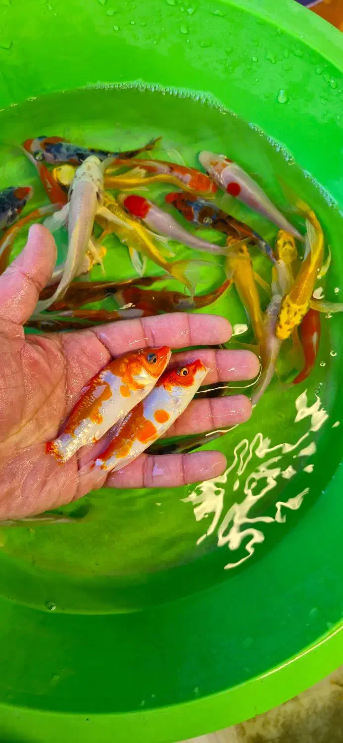 کوهاکو و یامابوکی و پلاتینیوم|ماهی|شیراز, شهرک بهار|دیوار