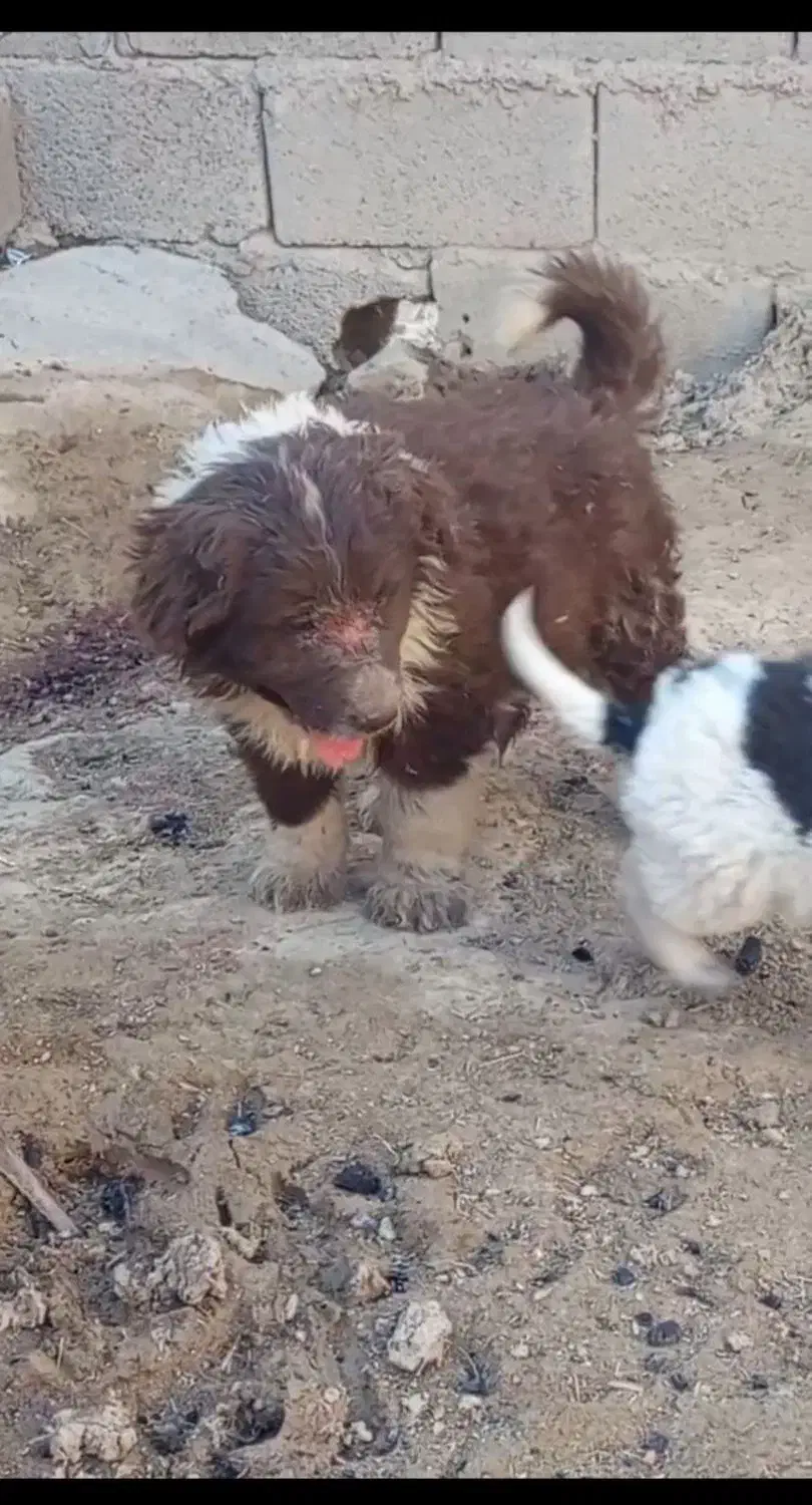 توله سگ قدرجونی|سگ|کرمان, |دیوار