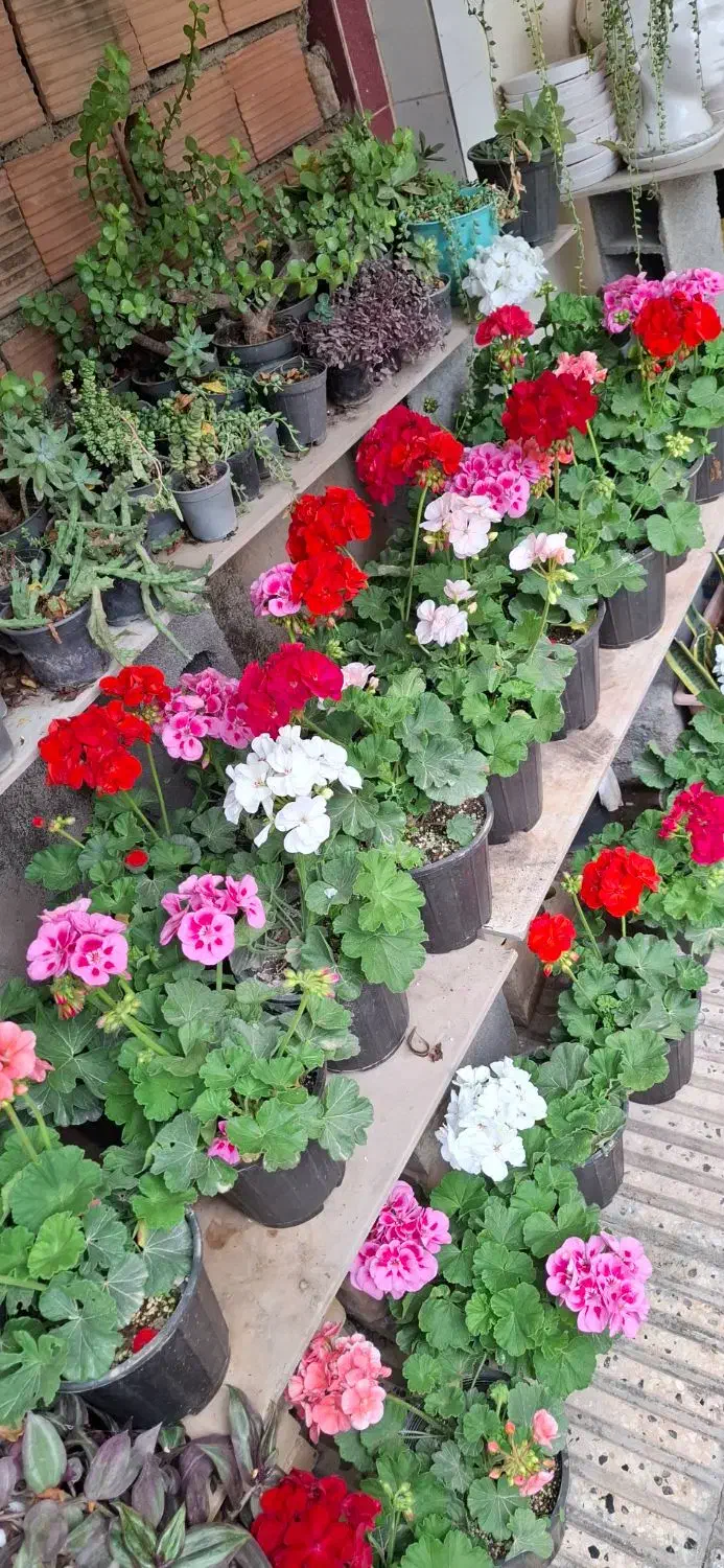 دنیای گل وگلدان ورنگها|گل و گیاه طبیعی|گرگان, |دیوار