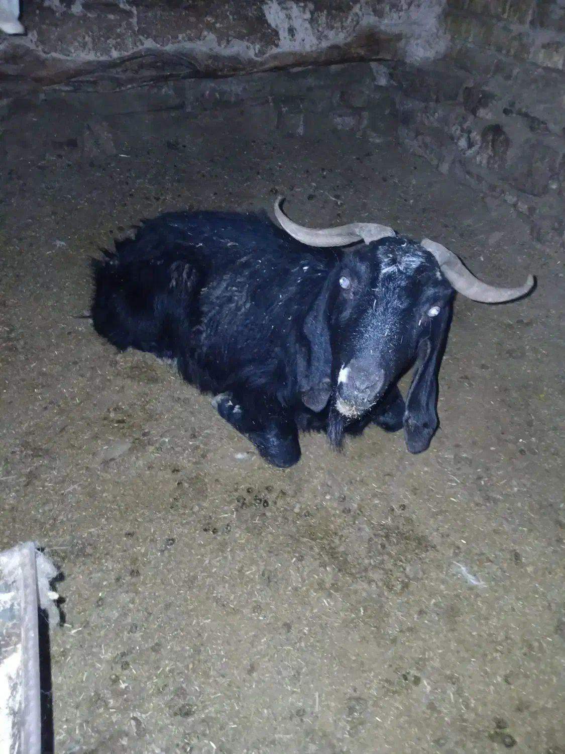 بوز 50گلو|حیوانات مزرعه|چناران, |دیوار