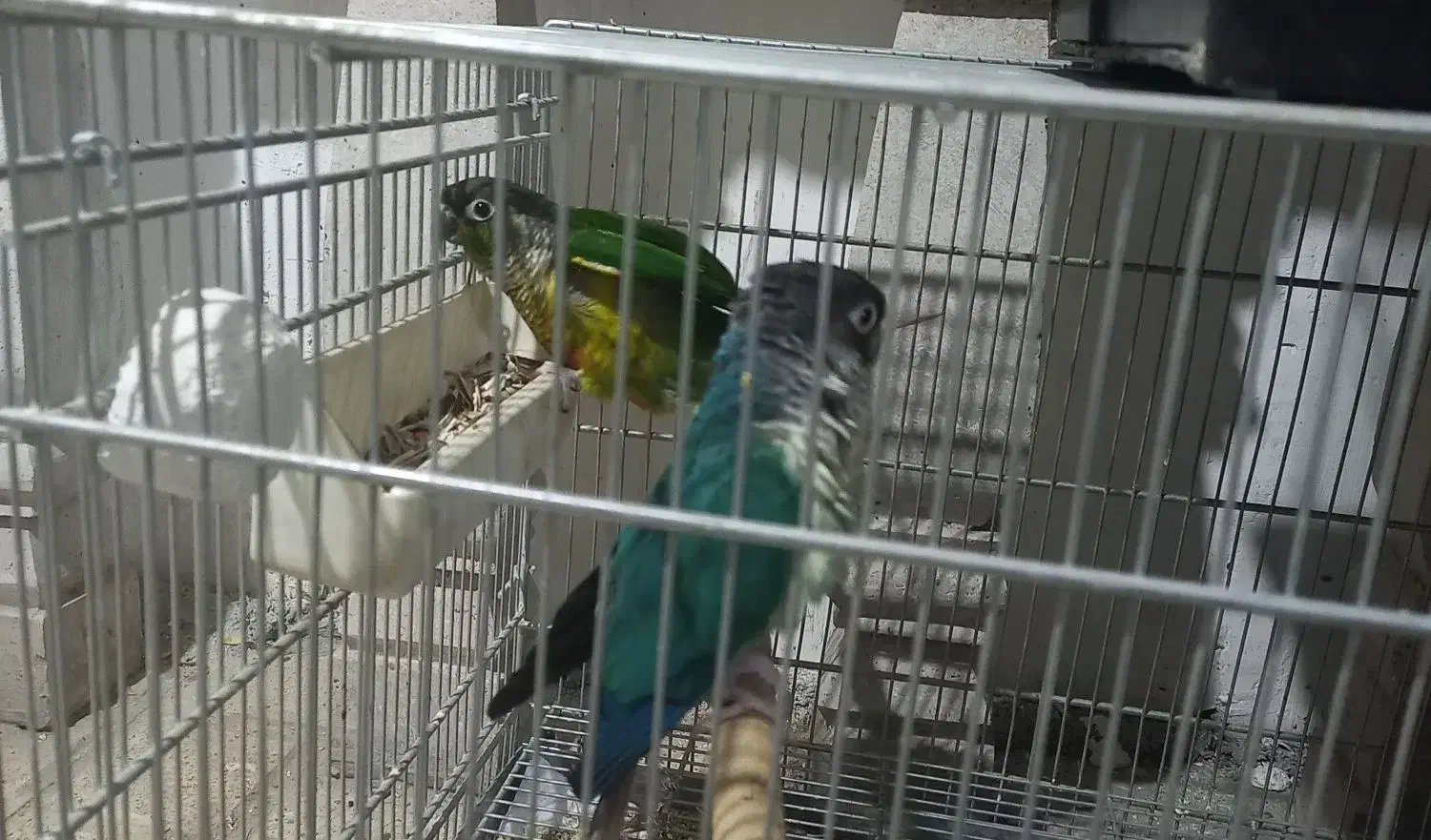 گرینچک معاوضه با سهره نشون دار|پرنده|تهران, پردیسان|دیوار