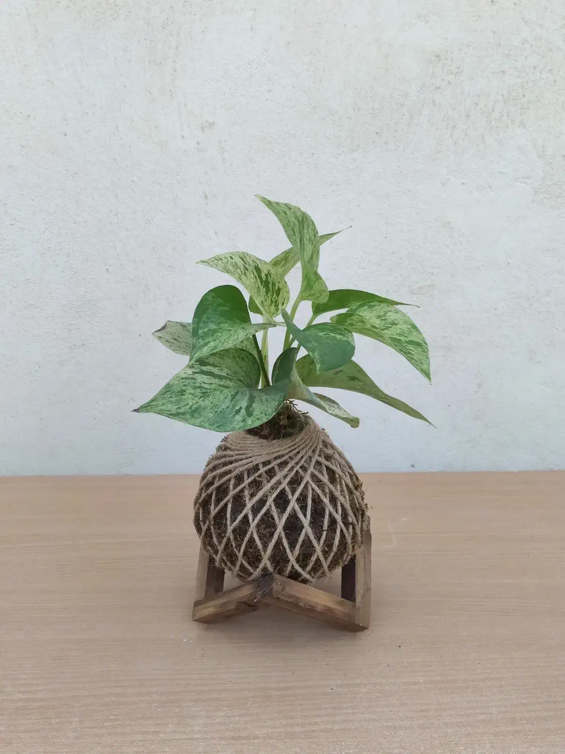 کوکداما و گل و گیاه طبیعی مناسب روز مادر|گل و گیاه طبیعی|برخوار, |دیوار