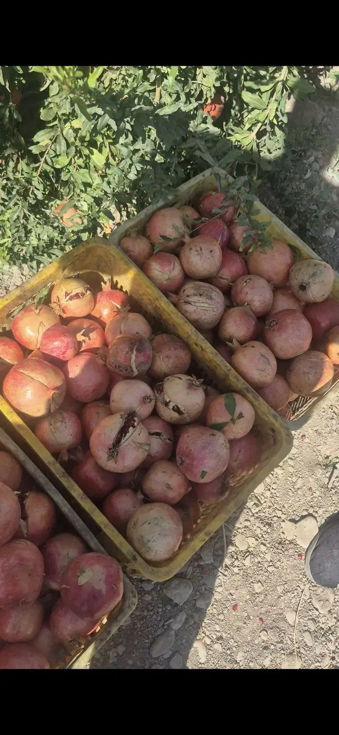 انار ساوه ابگیری رپ بالای ۱۰۰ کیلو ارسال درب منزل|خوردنی و آشامیدنی|محمدشهر, ولدآباد|دیوار