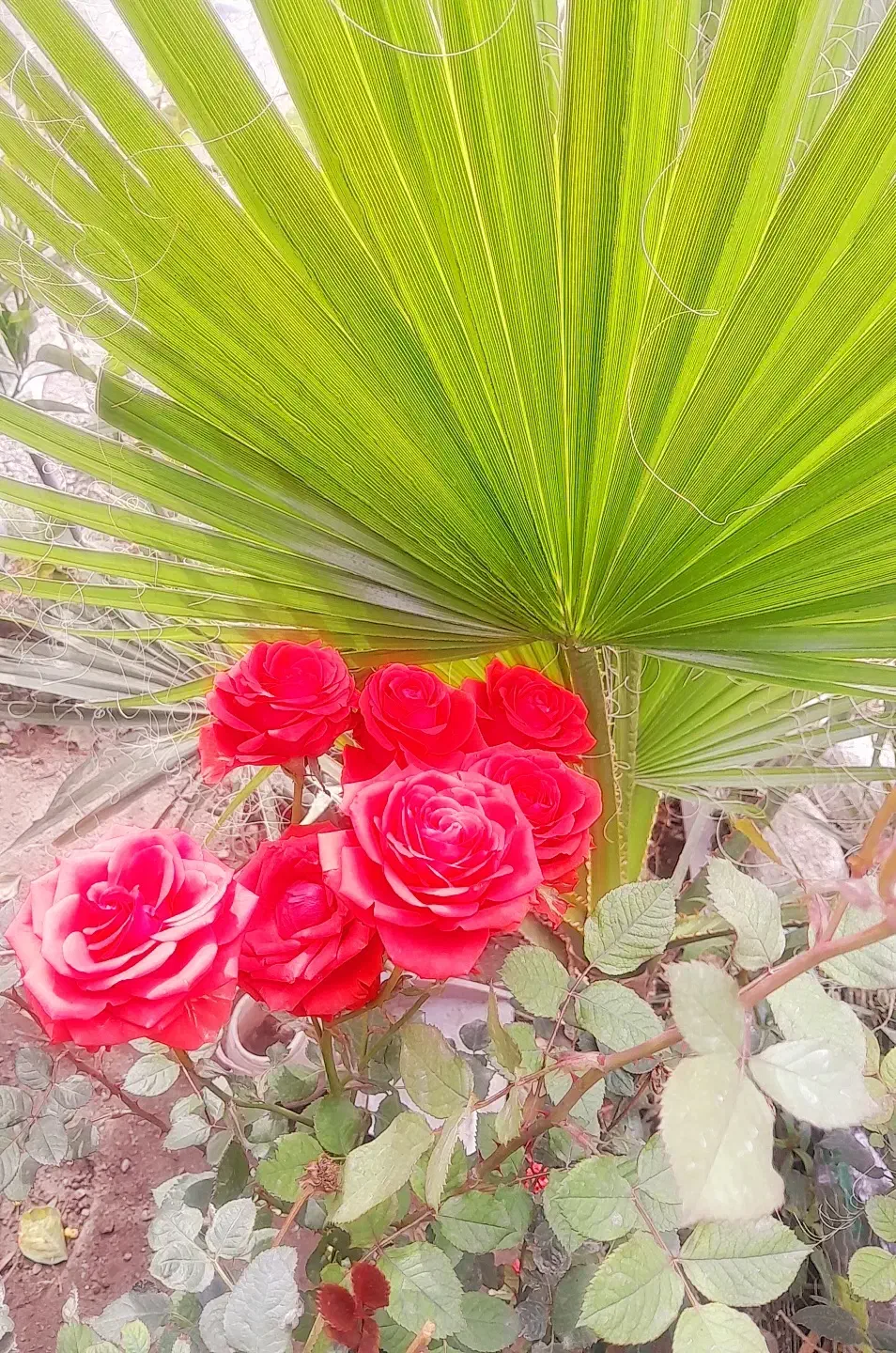 گمشده کارت ملی و کارت عابربانک|اشیا|جیرفت, |دیوار